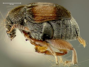 Media type: image;   Entomology 25046 Aspect: habitus lateral view